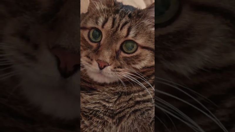 Жить честно 🙀😉🤔🤣 #cat #кот #юмор #котушка #приколы #цитаты