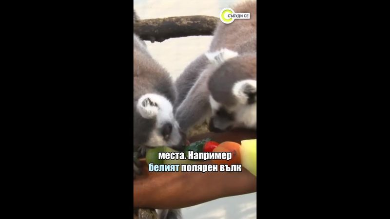 Охлаждащи процедури за животните в Бургас #бургас #животни #спапроцедура #зоопарк