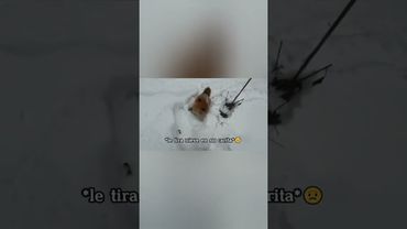 Zorrito triste 🗣 #apoyoplissssssssssssss #apoyo #humor #zorro #animals #rusos #fox