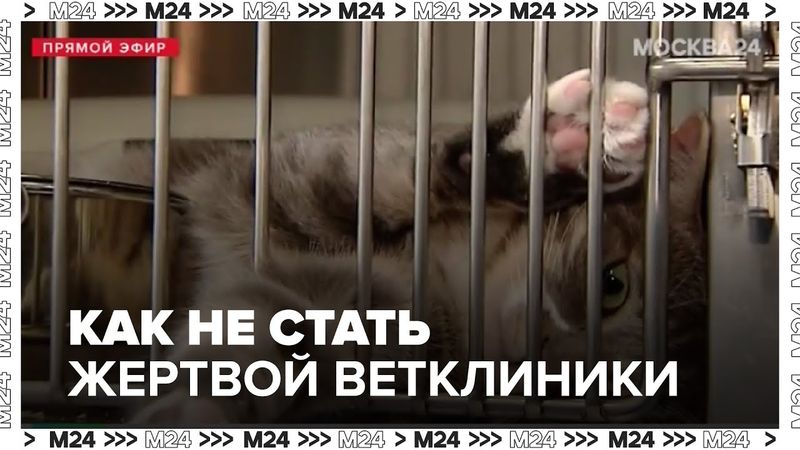 Как не стать жертвой и выбрать надежную клинику для питомца