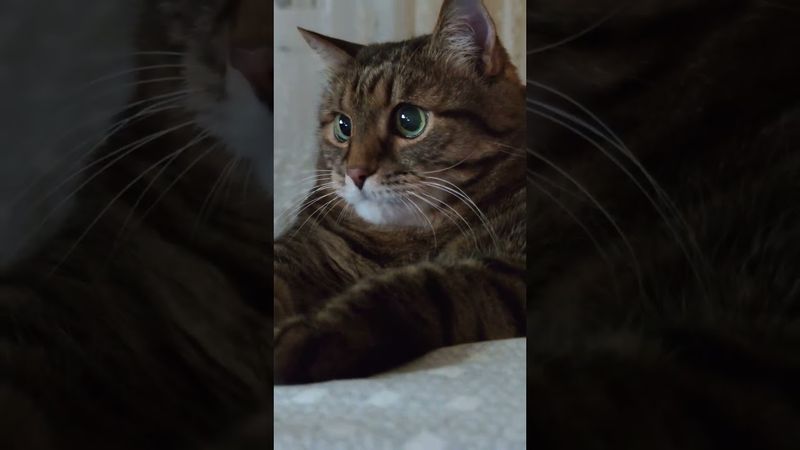 После вчерашнего 🙀🤔😉🤣 #cat #кот #юмор #популярное #цитаты #котушка #приколы