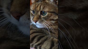 Мнение 🤔🙀😉🤣 #cat #кот #юмор #котушка #приколы #цитаты #шутки