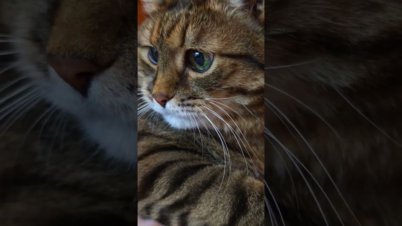 Мнение 🤔🙀😉🤣 #cat #кот #юмор #котушка #приколы #цитаты #шутки