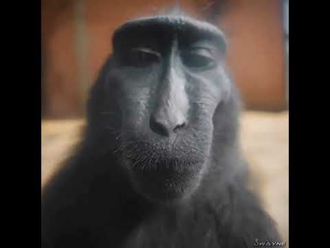 Lost Soul (Slowed But Better + Monkey Rizz)