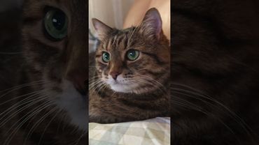 Когда спрашивают 🙀😉🤔🤣 #cat #кот #юмор #котушка #приколы #funny #цитаты #смех