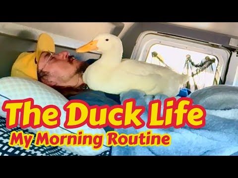 My Morning Routine - Life with a Pet Duck 🦆