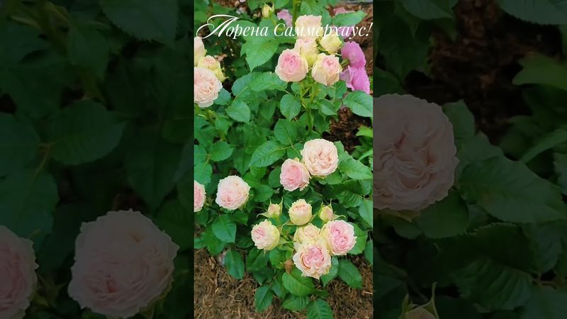 Роза Лорена Саммерхаус!