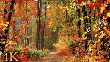 11 HOURS of 4K Enchanting Autumn Nature Scenes + Relaxing Piano Music for Stress Relief