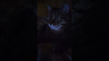 Темнота 🙀🤔😉🤣 #cat #кот #юмор #котушка #приколы #цитаты #смех
