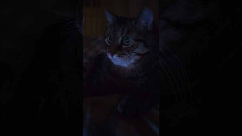Темнота 🙀🤔😉🤣 #cat #кот #юмор #котушка #приколы #цитаты #смех