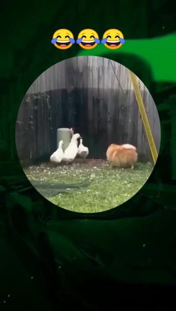 #😂😂😂 #приколыдослёз #ржака #тікток #рекомендации #хочуврек #CapCut 