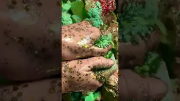 Oily Metallic Green Dyed Chalk