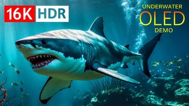 UNDER THE SEA 16K HDR – Marine Animals and Coral Reefs