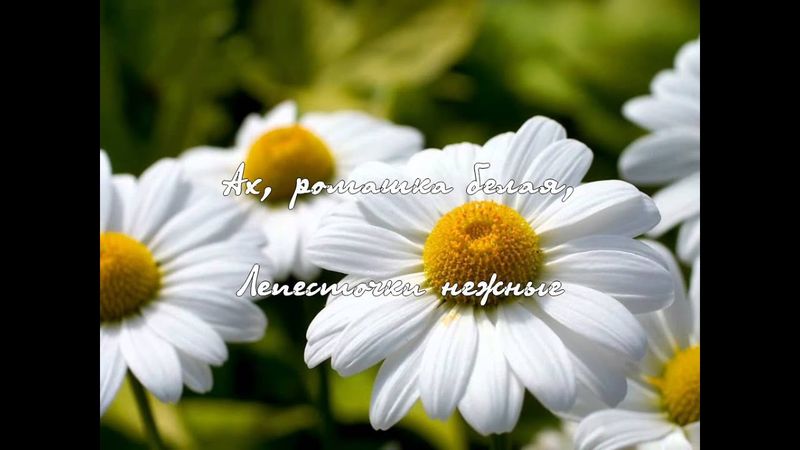 La chanson « White Chamomile » - chantée par Nikolai Gnatyuk