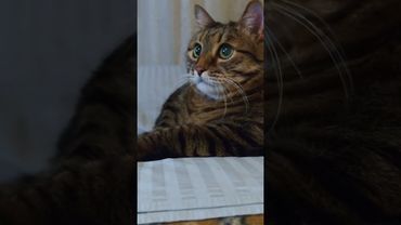 Покер ♠️♦️🙀🤣 #cat #кот #юмор #котушка #приколы #цитаты #позитив #топ