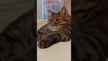 Достаточно служанки 💃😺😉🤣 #cat #кот #юмор #котушка #приколы #цитаты #смех