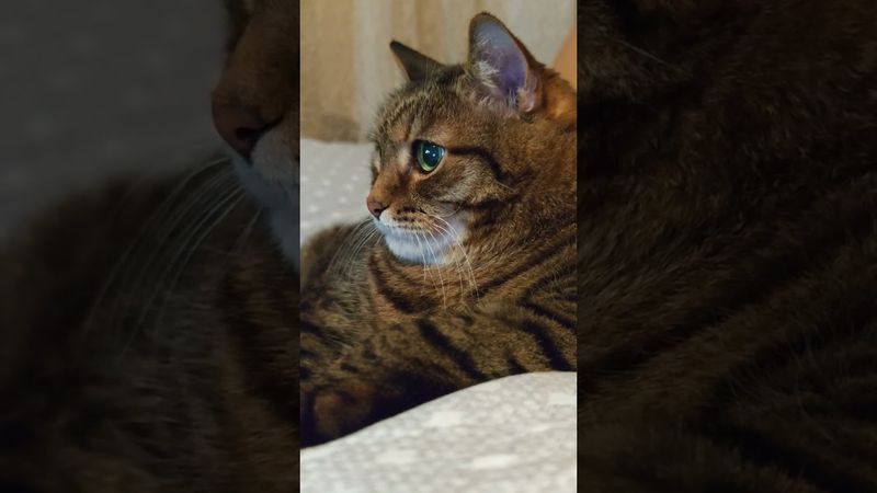 Ограниченный ум 🙀🤔😉🤣 #cat #кот #юмор #котушка #приколы #цитаты