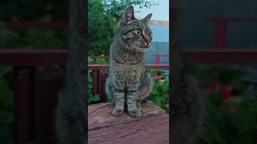 Приуныла 🙀🤔🐱🤣 #cat #кот #юмор #котушка #приколы #цитаты #смех