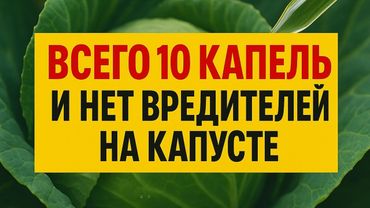 Спасаем капусту от вредителей без химии: 10 капель и никакой химии