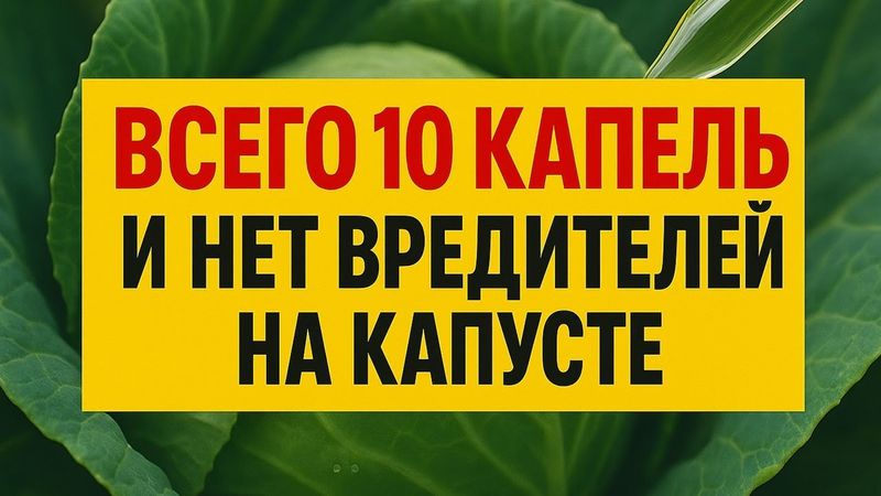 Спасаем капусту от вредителей без химии: 10 капель и никакой химии