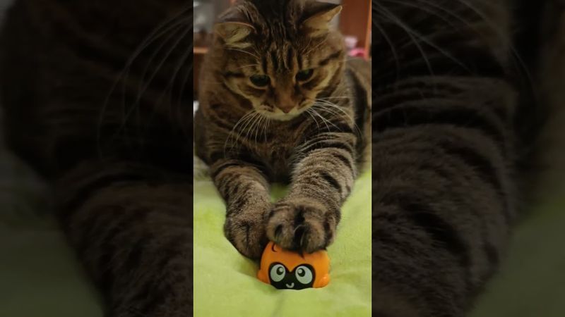 Машинка для маникюра?🙀🤔😉🤣 #cat #кот #юмор #котушка #приколы #цитаты