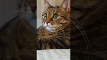 Лотерея 🤔😉🙀🤣 #cat #кот #юмор #приколы #котушка #цитаты