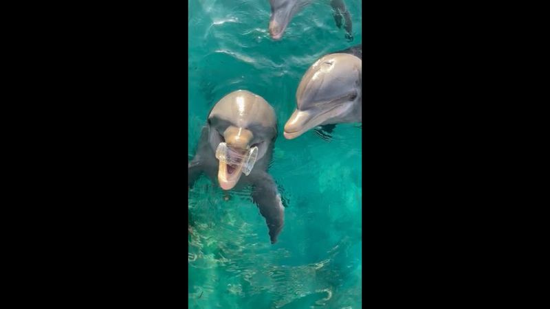 Dolphins help clean up plastic cups dropped in the sea