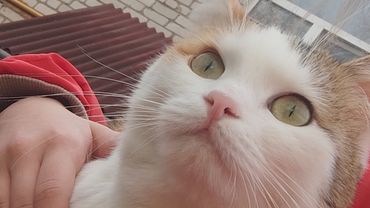 боже мой) 😓зачем я на это подписалась 😭у кошек лапы считай не отмылись🥲