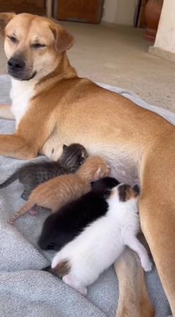 TikTok video #7563442190035291422