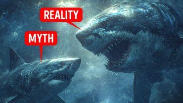 Мегалодон был еще больше, чем мы опасались — и океан все еще прячет гигантов