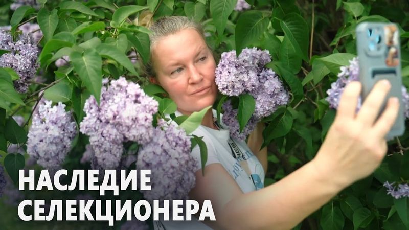 Сиреневый сад в Москве стоит в цвету, привлекая горожан и туристов