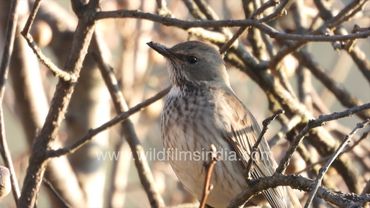 Dark throated Thrush is a winter visitor at wildfilmsindia's Jabbarkhet Himalayan bird sanctuary