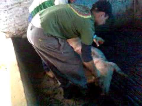 Sangrando o porco.