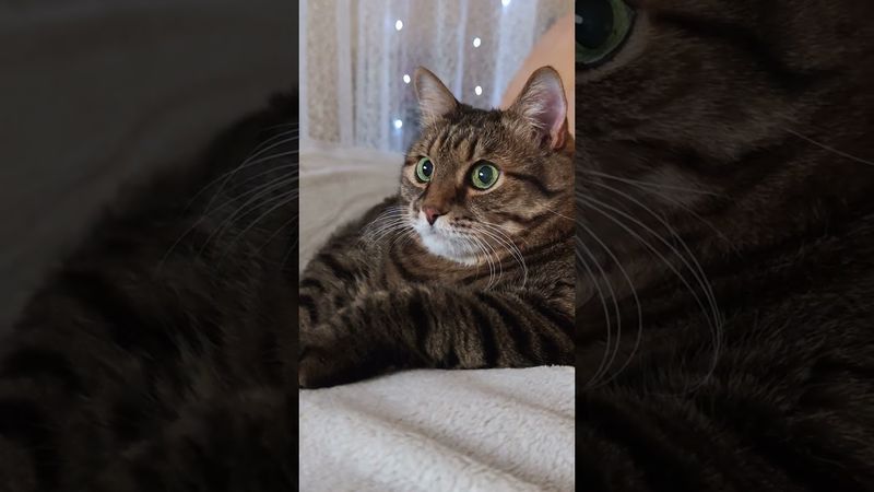 Менеджер банка 🙄🤔🙀🤣  #cat #кот #юмор #котушка #приколы #цитаты #топ