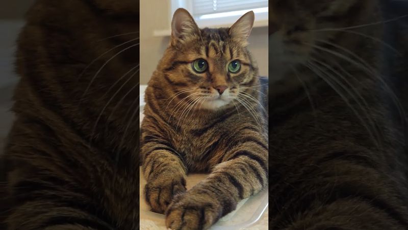 На шашлык 🙀🤔😉🤣 #cat #кот #юмор #котушка #приколы #цитаты #популярное #позитив