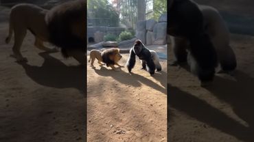 Encontro de Gigantes Gorila vs Leão #VidaSelvagem #InstintoAnimal #ConfrontoAnimal