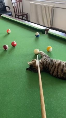 Cat helper #cat #funnyvideo #catsoftiktok #fyp #pet 