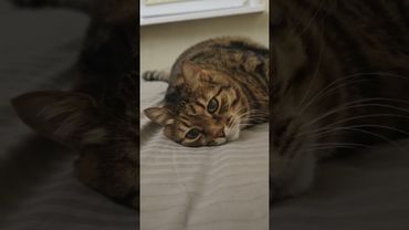 Встану послезавтра 🙀🤔😉🤣 #cat #кот #юмор #котушка #приколы #цитаты #смех