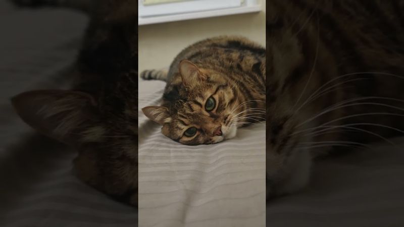 Встану послезавтра 🙀🤔😉🤣 #cat #кот #юмор #котушка #приколы #цитаты #смех