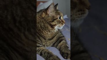 Семейный отдых 🐱😉☝️🤣 #cat #кот #юмор #котушка #приколы #цитаты