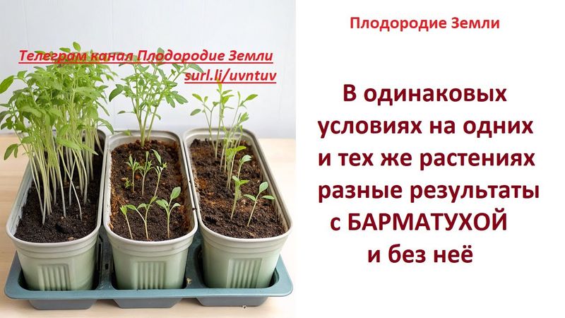 Эксперимент нашего подписчика и друга канала.РАССАДА с БМ и БЕЗ, минимум света, ч  1№ 753/25