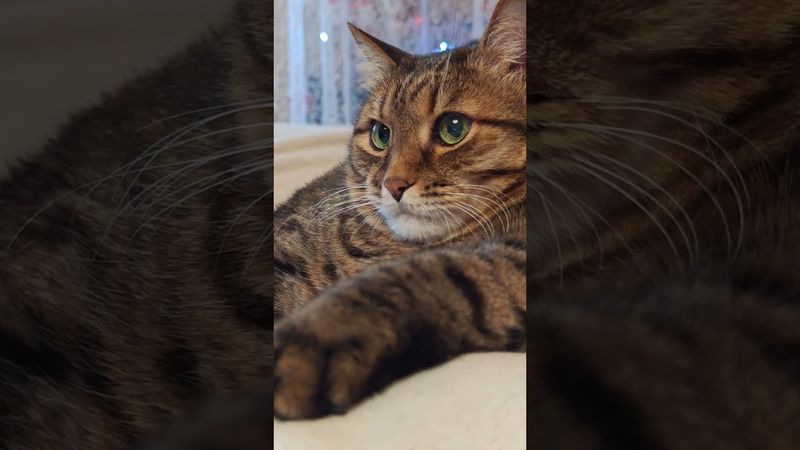 Ноги от ушей 🙀🤔😉🤣 #cat #кот #юмор #котушка #приколы #цитаты #шортс