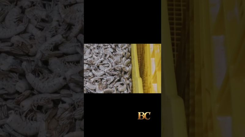 Walmart richiama i gamberetti Great Value dopo che la FDA avverte del rischio di contaminazione r...