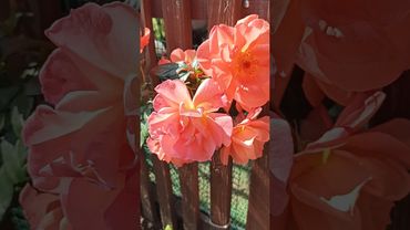 Как выглядит красивейшая роза . Сорт Вестерленд.