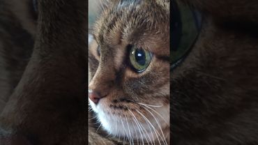 Слухи не ходят 🙀😉🤗🤣 #cat #кот #юмор #котушка #приколы #цитаты