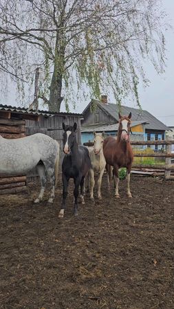 #лошади#осень#красота#грация#моибуськи♥️love 