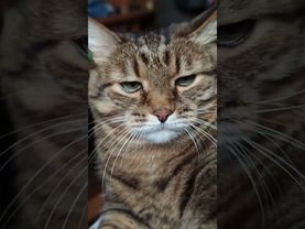 Экстрасенс 🙀😉🤔🤣 #cat #кот #юмор #котушка #приколы #цитаты