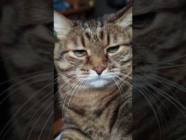 Экстрасенс 🙀😉🤔🤣 #cat #кот #юмор #котушка #приколы #цитаты