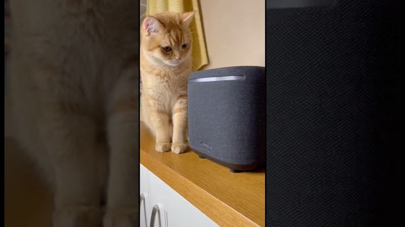 Яндекс Станция с Алисой AI и Кот 🐈