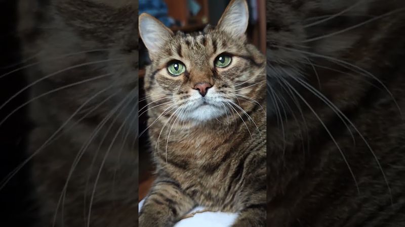 Выручка бара 💸💃😺🤣 #cat #кот #юмор #котушка #приколы #цитаты